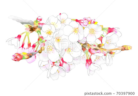 Cherry Blossom Cherry Blossom 70397900
