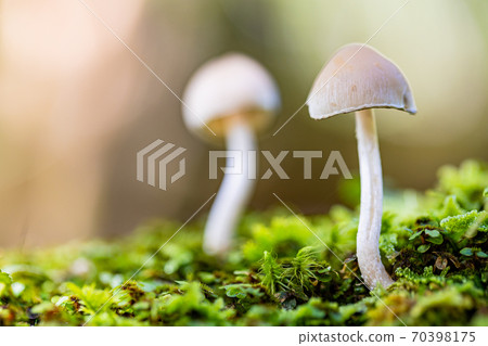富士山腳下的可愛蘑菇 富士山腳下的可愛蘑菇 70398175