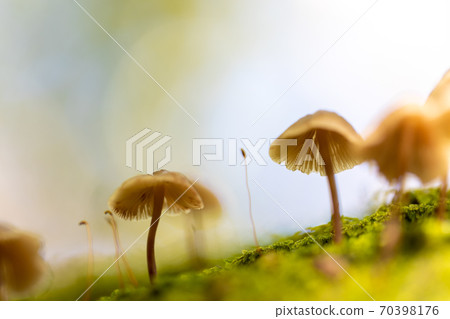 Cute mushrooms in the forest at the foot of Mt. Fuji 70398176