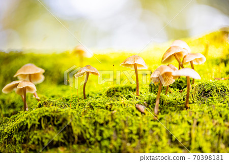 Cute mushrooms in the forest at the foot of Mt. Fuji Cute mushrooms in the forest at the foot of Mt. Fuji 70398181