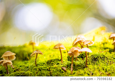 Cute mushrooms in the forest at the foot of Mt. Fuji Cute mushrooms in the forest at the foot of Mt. Fuji 70398182