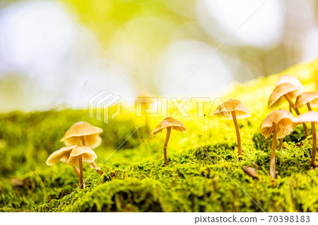 Cute mushrooms in the forest at the foot of Mt. Fuji Cute mushrooms in the forest at the foot of Mt. Fuji 70398183