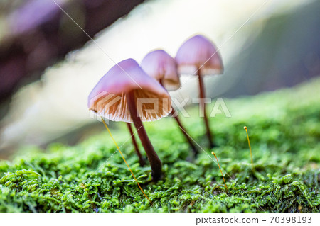 Cute mushrooms in the forest at the foot of Mt. Fuji Cute mushrooms in the forest at the foot of Mt. Fuji 70398193