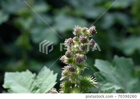 Oonamomi的男性和女性的花朵 70398260