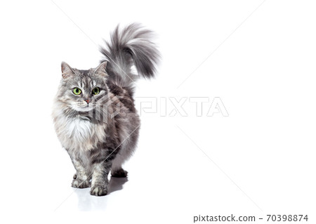 purebred fluffy striped gray cat with green eyes raised tail goes forward, feline animal isolated on a white background with a copy space. purebred fluffy striped gray cat with green eyes raised tail goes forward, feline animal isolated on a white background with a copy space. 70398874