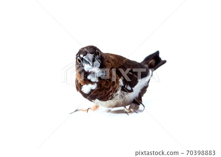 Japanese finch bird with brown and white feathers sits and looking to frame isolated on a white background, birdwatching mock up veterinary ornithology theme with copy space. 70398883