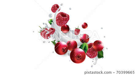 Cranberries and raspberries in splashes of milk or yogurt. Cranberries and raspberries in splashes of milk or yogurt. 70399665