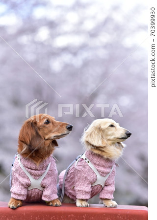 Dax and cherry blossoms Dax and cherry blossoms 70399930
