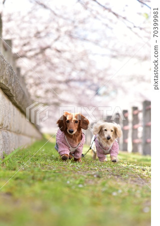 Dax and cherry blossoms Dax and cherry blossoms 70399981