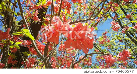 杜鵑花的花 杜鵑花的花 70400577