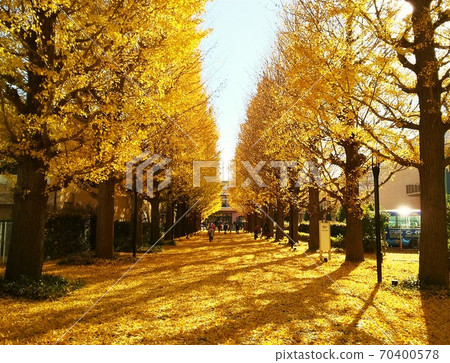 A row of yellow-leaved ginkgo trees (Akishima City) 70400578