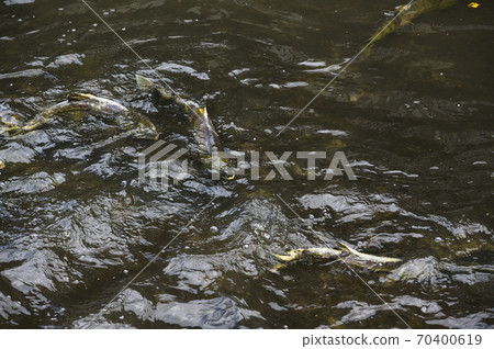 Upstream of salmon Upstream of salmon 70400619