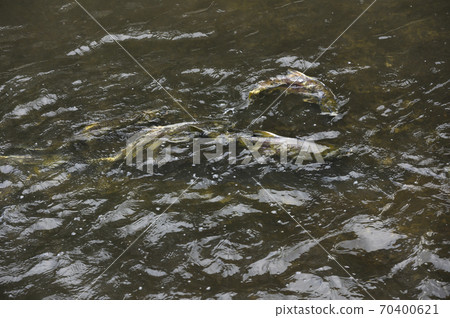 Upstream of salmon Upstream of salmon 70400621