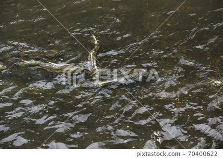 Upstream of salmon Upstream of salmon 70400622