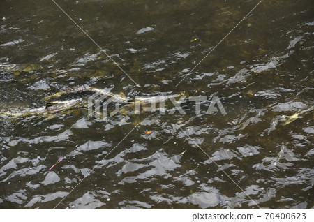 Upstream of salmon 70400623