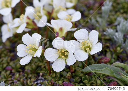 Diapensia lapponica (Daisetsuzan, Hokkaido) 70400743