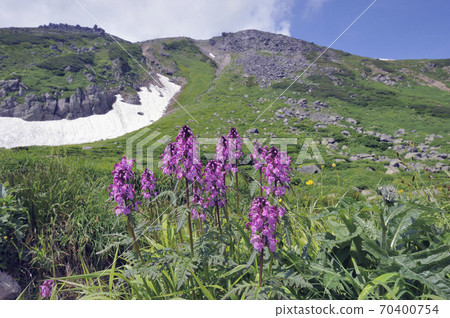 Pedicularis japonicum (Daisetsuzan, Hokkaido) 70400754