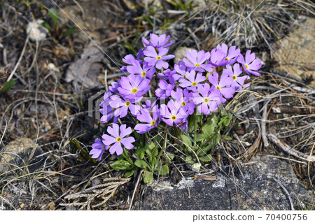 Yukiwari Samani (Mt. Apoi, Hokkaido) 70400756