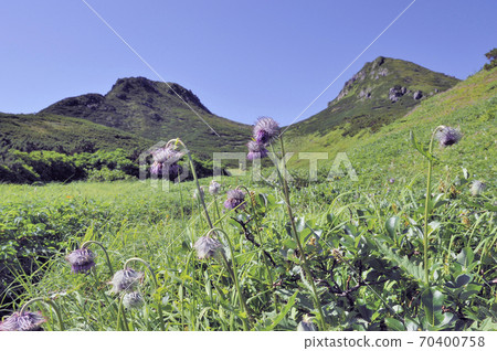 三山澤薊（北海道知床） 70400758