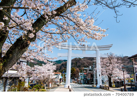 Sa玉縣長垣町寶山神社的一隻鳥居（進場時櫻花盛開） 70400789