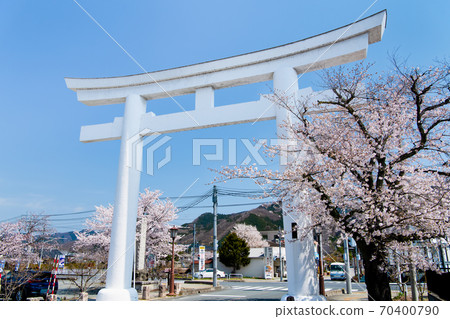 Sa玉縣長垣町寶山神社的一隻鳥居(進場時櫻花盛開) Sa玉縣長垣町寶山神社的一隻鳥居(進場時櫻花盛開) 70400790