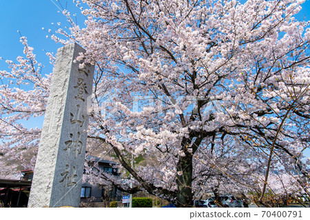 Sa玉縣長垣町寶山神社（臨近之時，櫻花盛開） 70400791