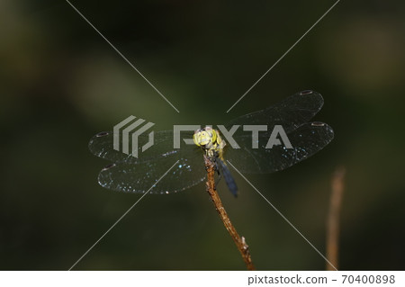 Mayutateakane 70400898