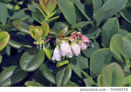 小桃(北海道大雪山) 小桃(北海道大雪山) 70400978
