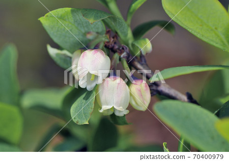 Kuromamenoki(北海道大雪山) Kuromamenoki(北海道大雪山) 70400979