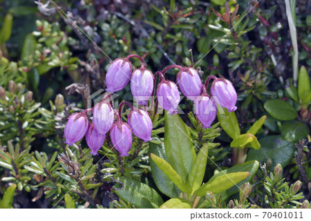 Ezonotsugazakura (Daisetsuzan, Hokkaido) 70401011