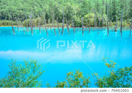 青池，青池，鈷藍，富良野，北海道，美瑛。，天氣晴朗，藍天，鮮綠色 70401083