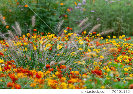 美麗的秋花 照片素材 圖片 圖庫