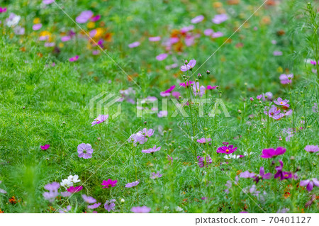 美麗的秋花 70401127