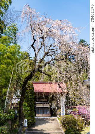 Nagatoro Town, Saitama Prefecture Tamsenji Temple (Weeping cherry tree in front of the mountain gate) 70401179