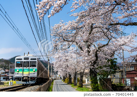A row of cherry blossom trees along the Chichibu Railway in Nagatoro Town, Saitama Prefecture A row of cherry blossom trees along the Chichibu Railway in Nagatoro Town, Saitama Prefecture 70401445