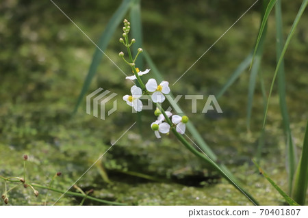 Nagabao moodaca 70401807