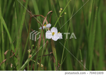 Nagabao moodaca 70401809