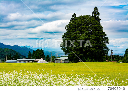 Totoro tree 70402040
