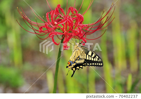 Higanki flower and a whip Higanki flower and a whip 70402237