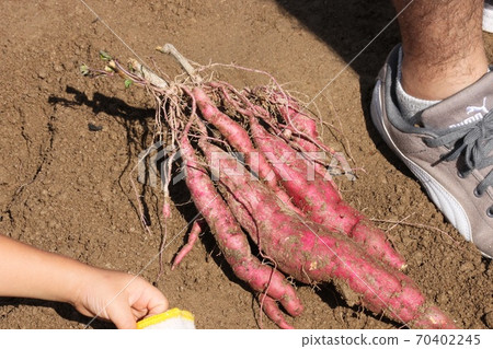 土豆醬 土豆醬 70402245