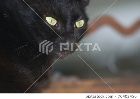 the homeless cats on the city street at hong kong the homeless cats on the city street at hong kong 70402456