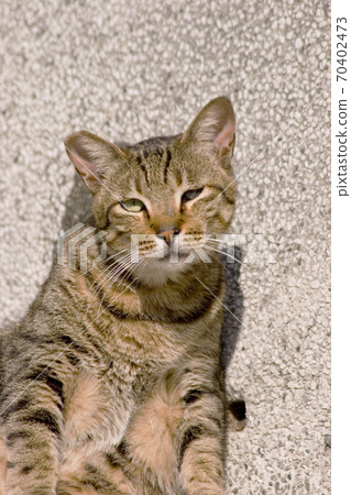 the homeless cats on the city street at hong kong 70402473