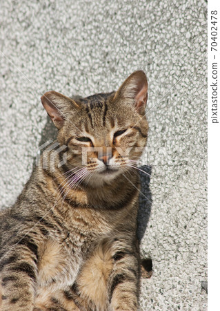 the homeless cats on the city street at hong kong the homeless cats on the city street at hong kong 70402478