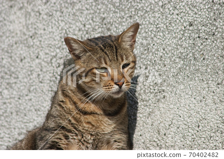 the homeless cats on the city street at hong kong 70402482