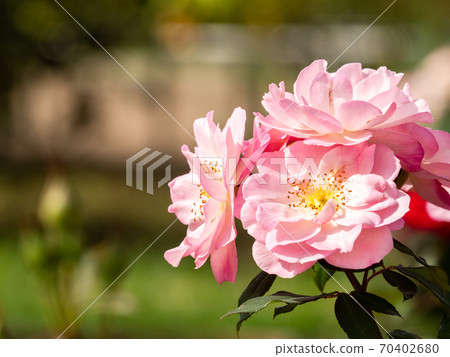 多彩的秋天玫瑰盛開 70402680