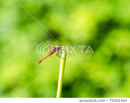 秋季特色紅蜻蜓 70403364