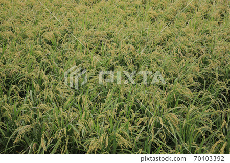 豐富的秋飯 70403392