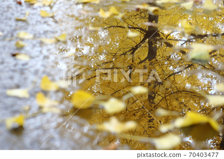 fallen leaves of ginkgo fallen leaves of ginkgo 70403477