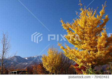 Maeda Forest Park and Mt. Teine in autumn 70403481