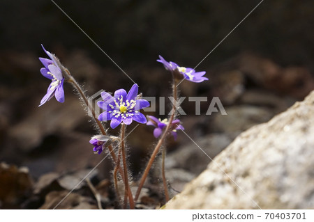 hepatica hepatica 70403701
